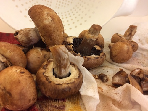 In A Kitchen Where Mushrooms Were Washed by Jane Hirshfield